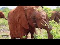 Sana Sana, Ndiwa, and Malkia move to Ithumba | Sheldrick Trust