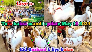 Tora bakra mandi live update May 12 2024 Eid Qurbani k liye bakre Khassi new video zkd