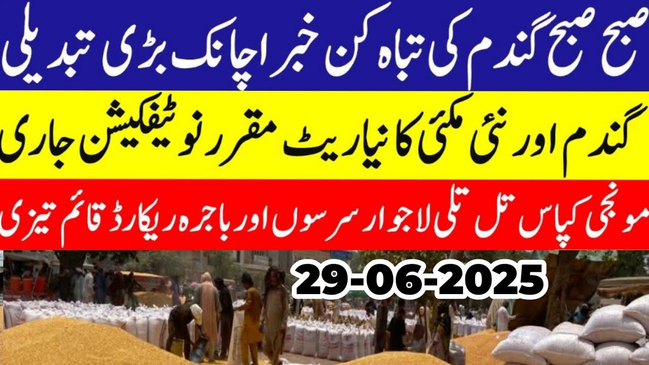Wheat price in Pakistan/Maize 🌽 price today 2025 |Munji rates 2025 ...