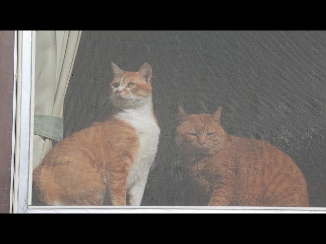 窓辺の猫 窓辺の猫たち 250711 - YouTube