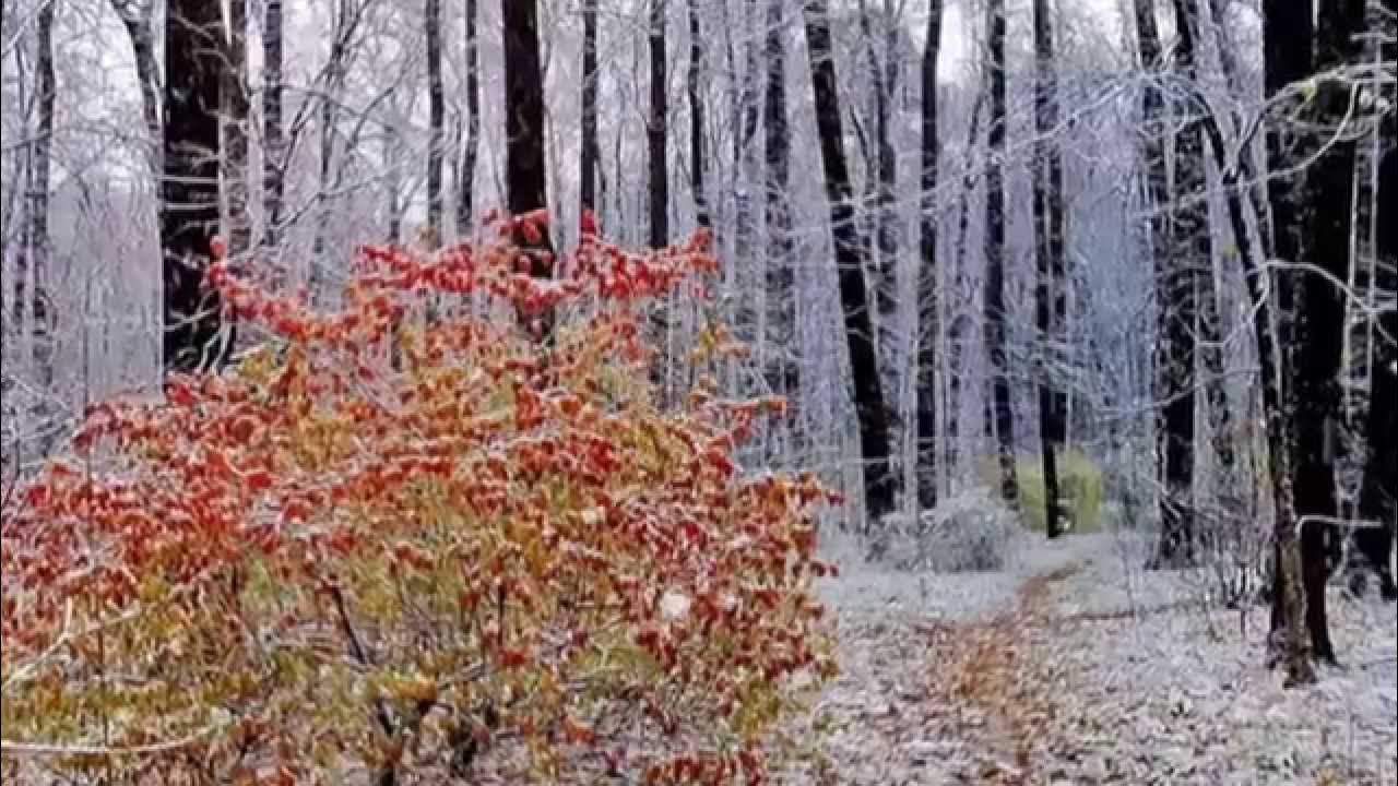 Поздняя осень и наступление зимы. Поздняя осень. Осень ноябрь. Ноябрь природа. Лес в ноябре.