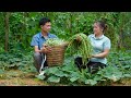 Rcoltez des haricots de jardin de ferme du gazon naturel artificiel  luu linh building new life