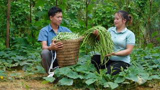 Harvest farm garden beans, Artificial natural grass - Luu Linh Building New Life