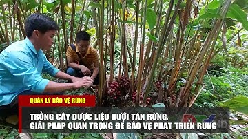 ĐIỆN BIÊN - Trồng cây dược liệu dưới tán rừng để phát triển rừng | Quản lý bảo vệ rừng Điện Biên