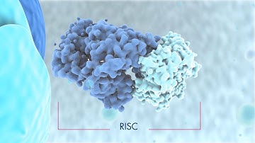 Biogenesis of miRNAs and mode of action