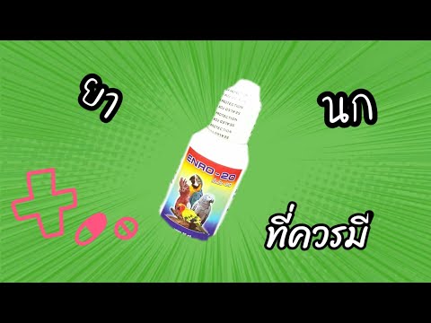 ยาสำหรับนกแก้ว!ที่ควรมีติดบ้าน