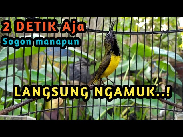 SOGON GACOR MEMANGGIL LAWAN..! PANCINGAN BURUNG SOGON BIAR GACOR NGKLEPER NEMBAK PANJANG FULL ISIAN class=