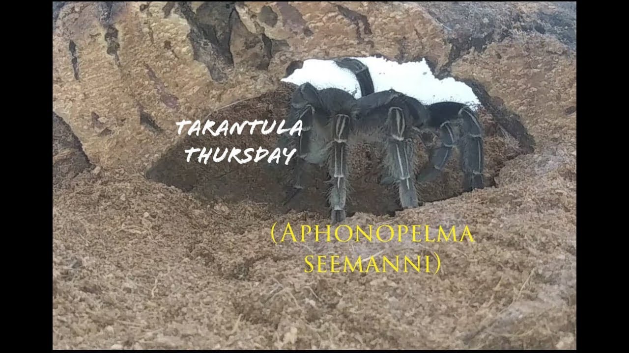 johnson and wales Striped Knee Tarantula (Aphonopelma seemanni)
