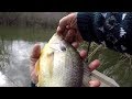BIG SHELLCRACKER!!! Redear Sunfish Fishing With 1 lb Line and Worms