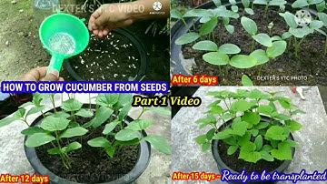 HOW I GROW CUCUMBER FROM SEEDS || Part 1 Video~Germinating