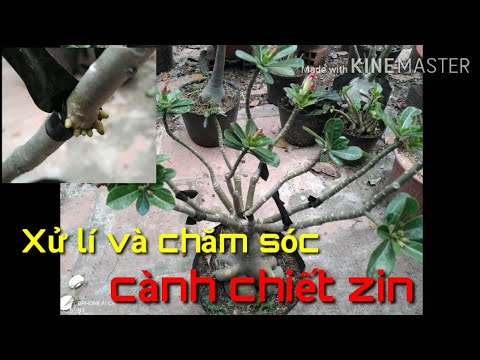 Video: Chăm sóc cây hoa hồng sa mạc - Tìm hiểu một số mẹo trồng hoa hồng sa mạc Adenium