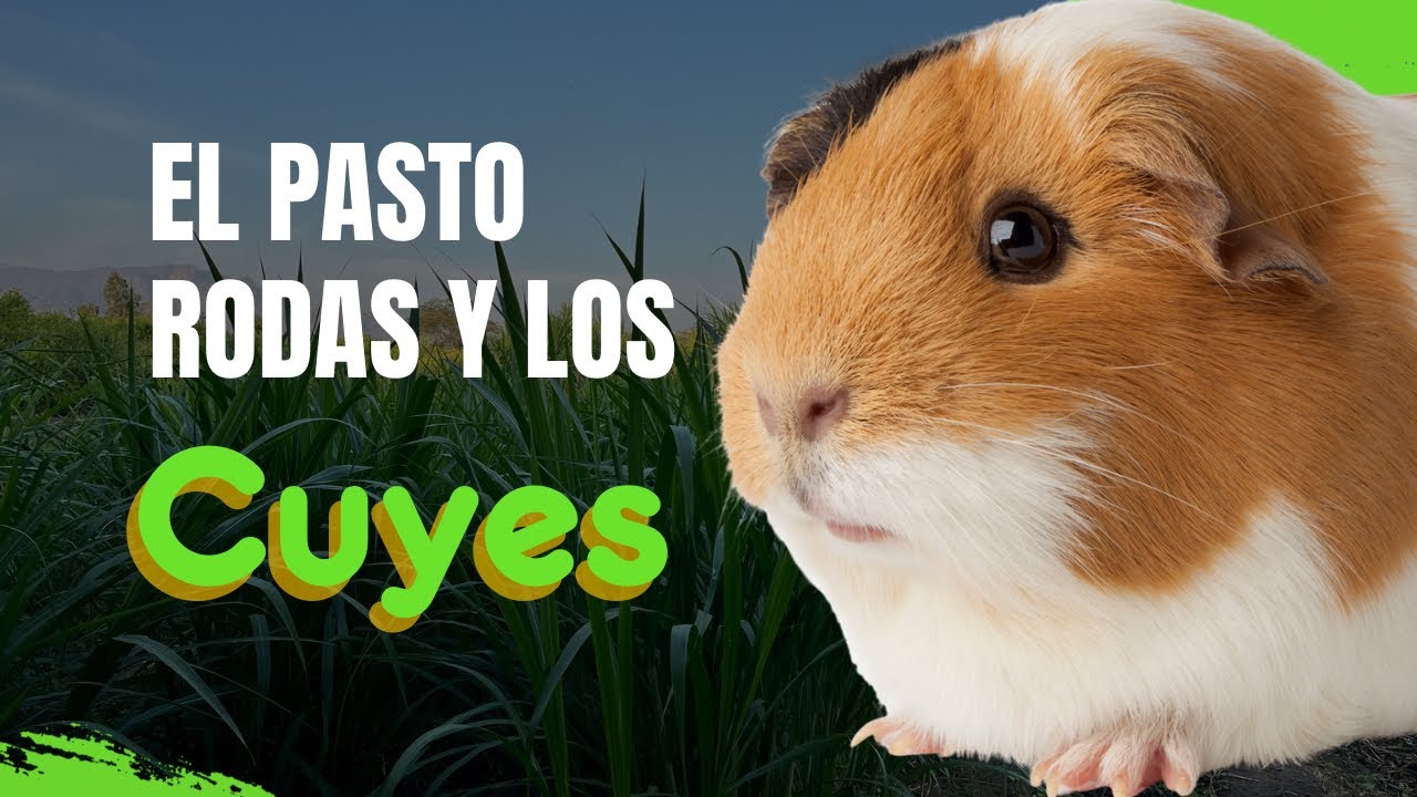 El pasto Rodas y la crianza de cuyes