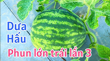 Kỹ thuật trồng dưa hấu vụ Tết: P17-Phun nuôi trái mau lớn lần 3