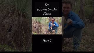 10 Things You Didn’t Know About The Eastern Brown Snake - Part 7