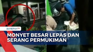 Monyet Besar Peliharaan Warga Lepas dan Serang Kampung Kaskel, 2 Orang Terluka Akibat Digigit!