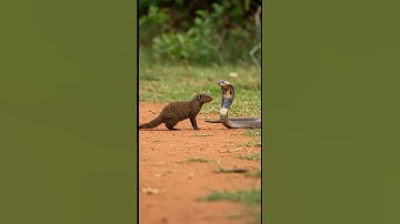 Cobra vs Mongoose: A Deadly Twist