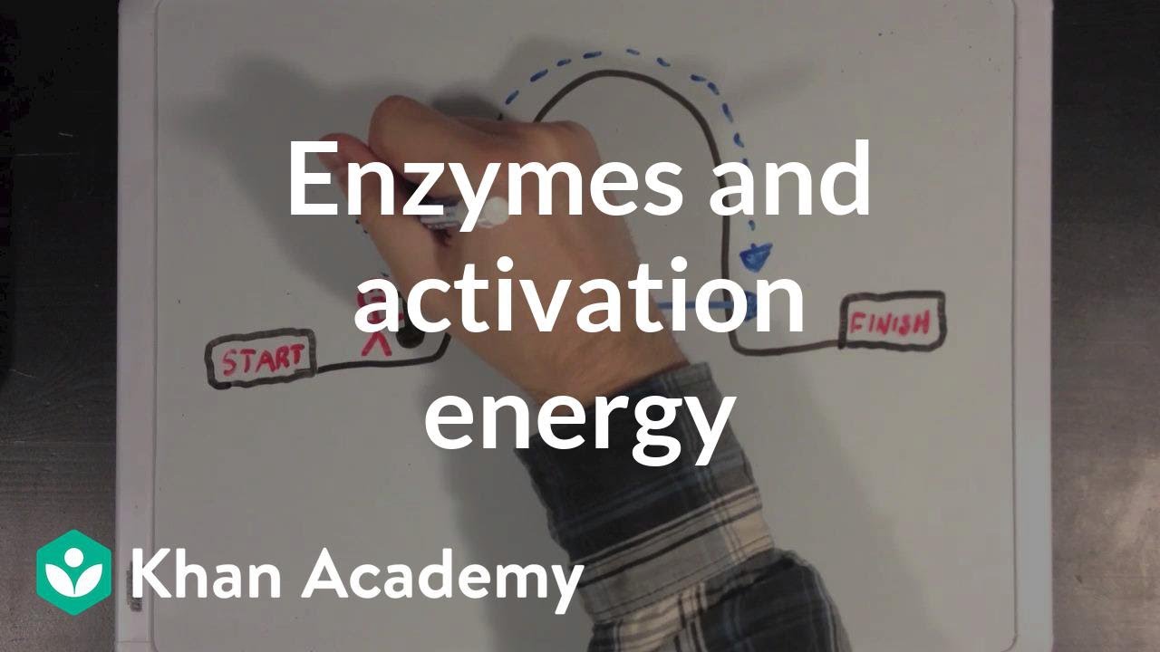 Enzymes and activation energy  Biomolecules  MCAT  Khan Academy