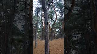 Running forest squirrel.
