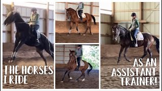 Selling Theo!, & flatwork routines // My day as an Assistant Trainer