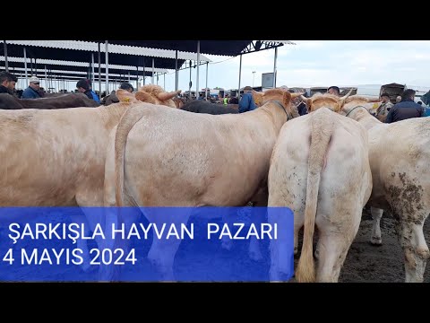 ŞARKIŞLA HAYVAN PAZARI BÜYÜKBAŞ BÖLÜM 1/ 4 MAYIS 2024