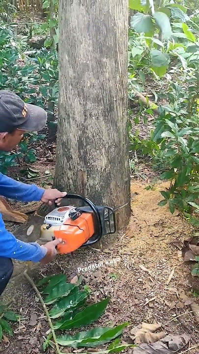 Tebang Pohon Jati Kebun Tua ‼️ Gergaji Mesin STHIL-MS082