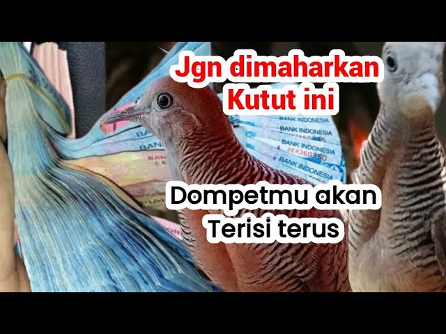 PELIHARALAH PERKUTUT INI JIKA REJEKIMU INGIN  SELUAS SAMUDERA👍‼️ class=