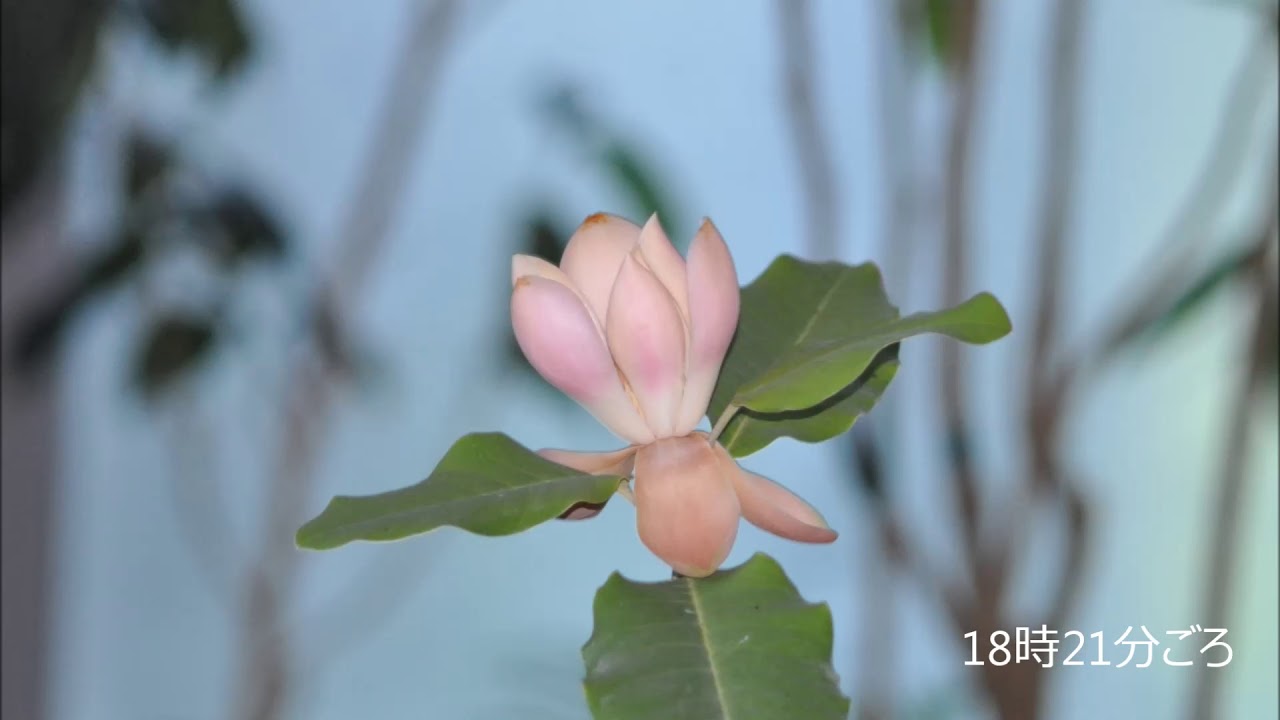 19年6月26日紅花山玉蘭開花まで Youtube