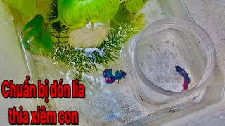 My Bùi Ép Cặp Cá Lia Thia Xiêm Vớt Được Cái Kết Được Bầy Cá Con