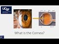 Bringing Clarity to the Cornea: Dry Eye Disease and Surgeries of the Cornea
