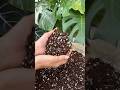 Si tout pouvait être aussi satisfaisant que la préparation de notre terreau Monstera 😍🪴