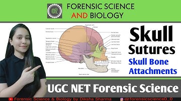 Skull Suture || Frontal Bone, Proseterior Bone & Suprior Bone Skull Suture ||