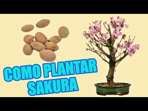 Vídeo: Bonsai De Sakura: Como Cultivar Bonsai A Partir De Sementes De Sakura Japonesas Em Casa? Em Que Solo é Melhor Plantar Uma árvore? Como Cuidar Bem Dele?