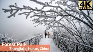 🇨🇳 4K | A Snowy Walk in the Avatar Mountains - Forest Park in Zhangjiajie - 4K Ultra HD