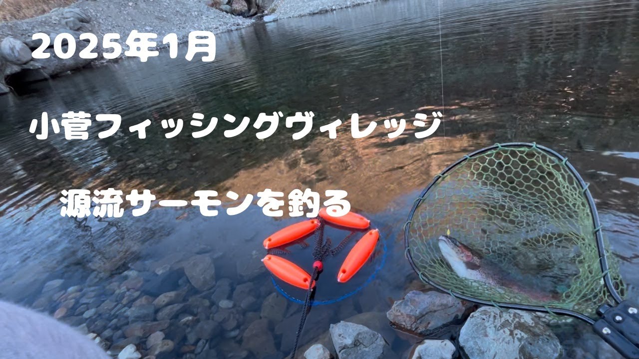 源流サーモンを釣る！！【#小菅フィッシングヴィレッジ - 2025年1月】#エリアトラウト