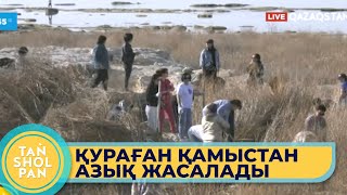 Қураған қамысты кәдеге жаратқан кәсіпкер