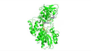 Cyclohexanone Monooxygenase Catalysis