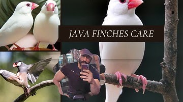 Java Finches Care #javabreeding #javasparrow