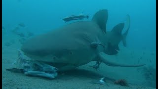 Sharks Eating Under Florida Piers, Lemon Sharks, Nurse Sharks, And Bull Sharks!