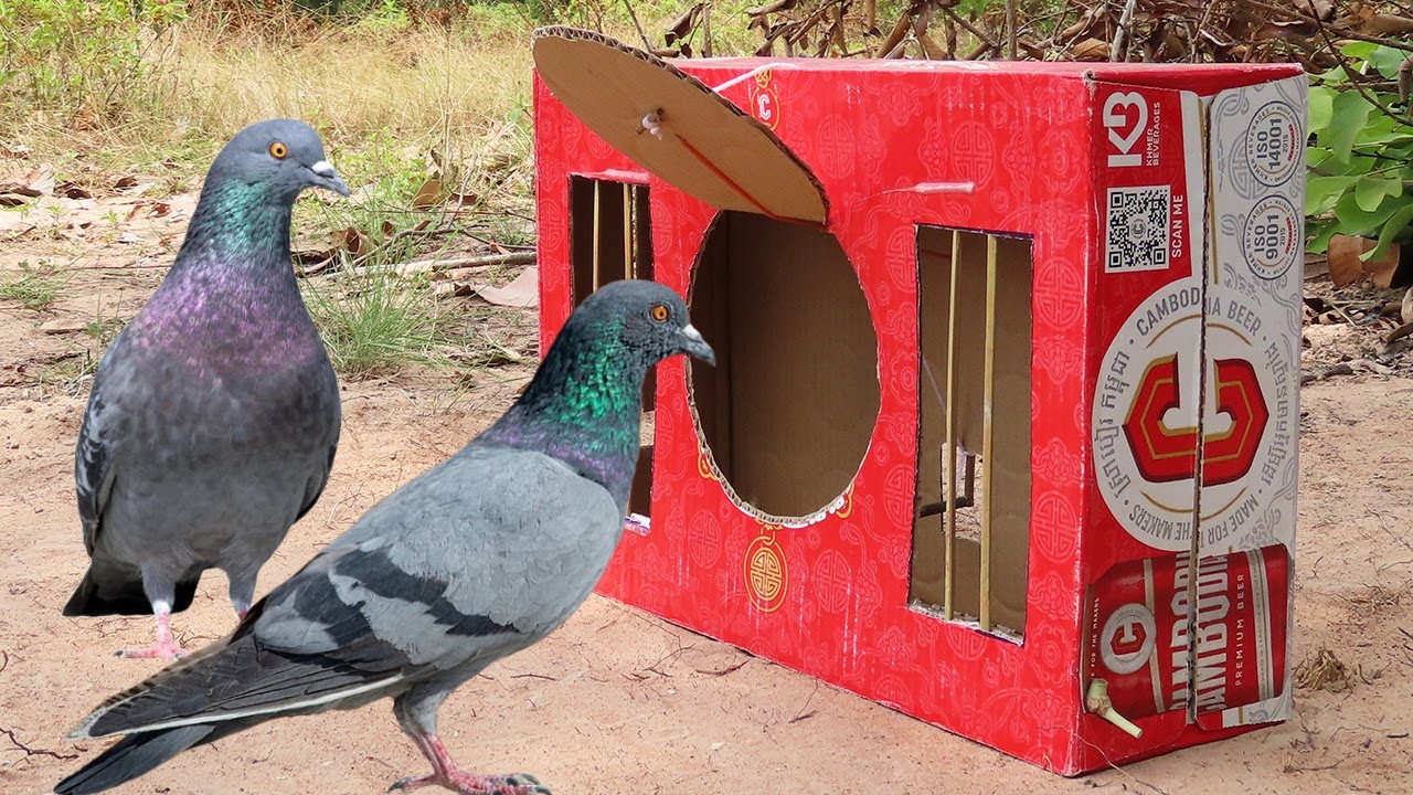 Best & Unique Creative Pigeon Trap | How To Make Pigeon Trap By