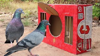 For You ! Simple Quick Pigeon Trap Using Paper Box - Best DIY Bird Trap