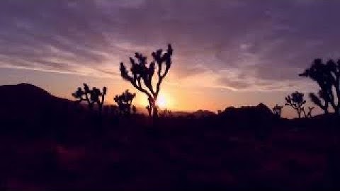 Joshua Tree Voice, save the Joshua Trees!!  Music of the Plants