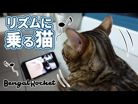 【リズムに乗る猫】TikTokで話題の曲イエヴァン・ポルッカを聴いてノリノリの猫たちwww【ベンガルロケット】
