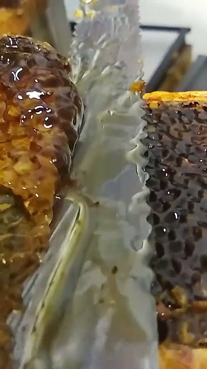 Honeycomb Porn #asmr #honey #shorts