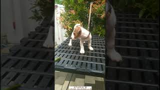 Jack Russell Terrier Puppies Thrissur-Kerala. 8129314707
