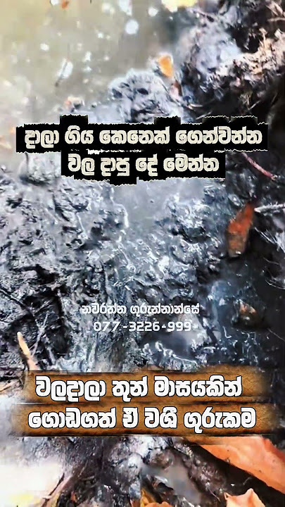 දාලා ගිය කෙනෙක් ගෙන්වන්න වලදාපු දේ මෙන්න... #odishalabakuasajanma #nature #kalimantan #love