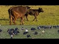 Inek Ve Buzovun Otlamasi / Hinduskalarin Hazirki Yem Rasionu