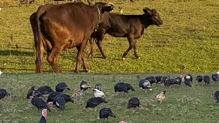 Inek Ve Buzovun Otlamasi / Hinduskalarin Hazirki Yem Rasionu