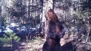медведь трётся об дерево