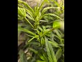 Week 1 Day 5 of Flower!