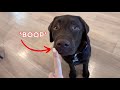 Booping my labrador retriever puppy 